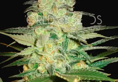 Afghan Kush x White Widow