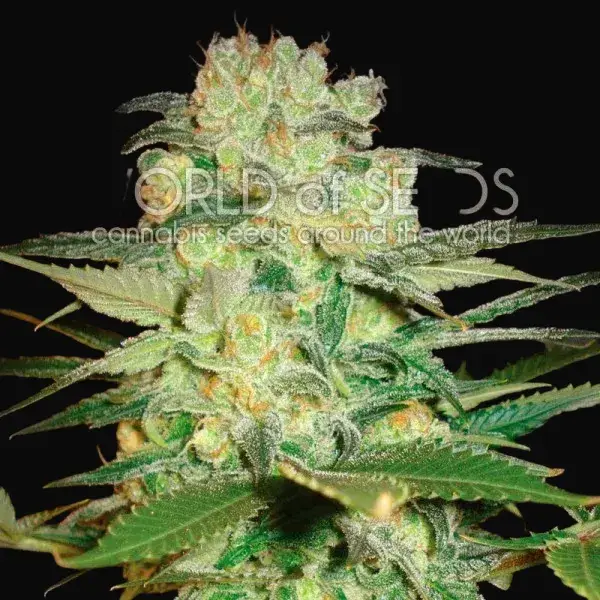 Afghan Kush x White Widow