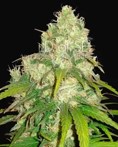 Afghan Kush x Yumbolt