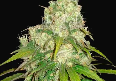 Afghan Kush x Yumbolt
