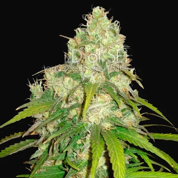 Afghan Kush x Yumbolt