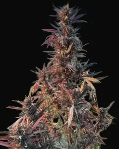 Afghan Maruf Red Selection Regular