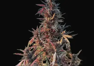 Afghan Maruf Red Selection Regular