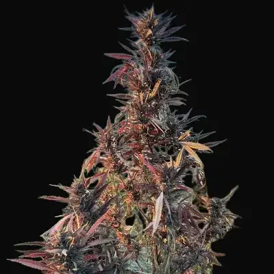Afghan Maruf Red Selection Regular