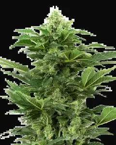 Afghan Pearl CBD Automatic