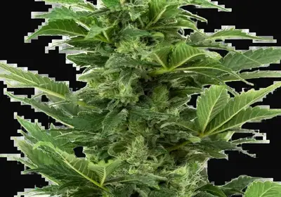 Afghan Pearl CBD Automatic