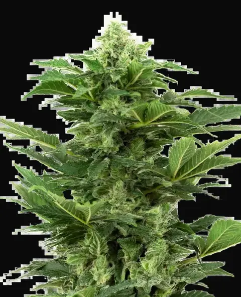 Afghan Pearl CBD Automatic