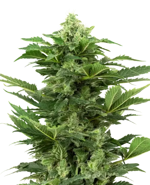 Afghan Pearl CBD Automatic