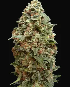 Afghan Skunk