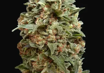 Afghan Skunk