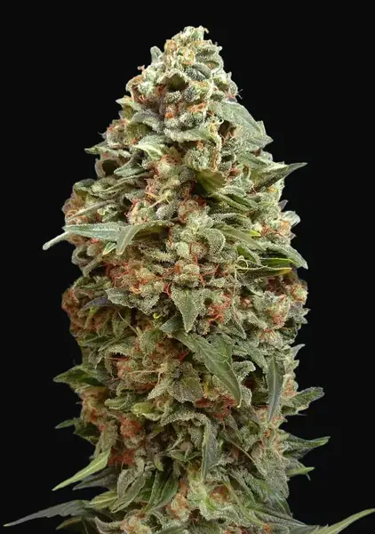 Afghan Skunk