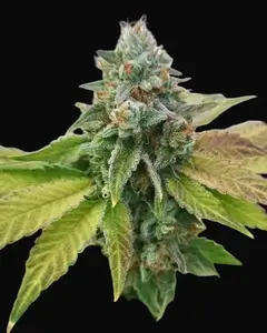 Afghan Widow
