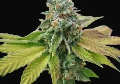 Afghan Widow