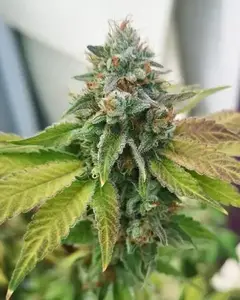 Afghan Widow