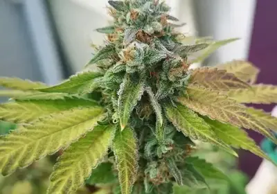 Afghan Widow