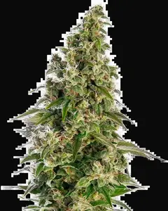 Afghani #1 Automatic