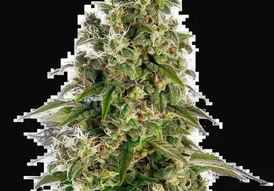 Afghani #1 Automatic