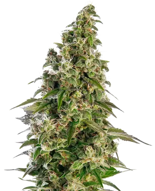 Afghani #1 Automatic