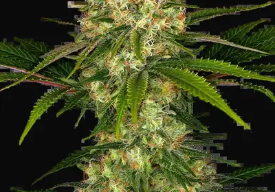 Afghani #1 Feminized