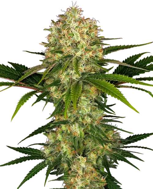 Afghani #1 Feminized