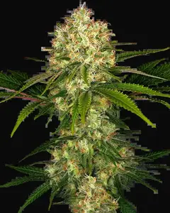 Afghani #1 Regular