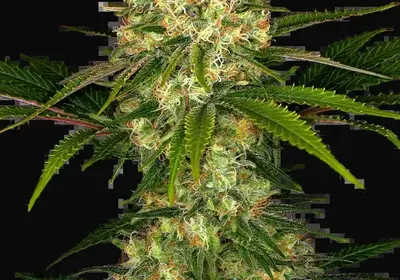 Afghani #1 Regular
