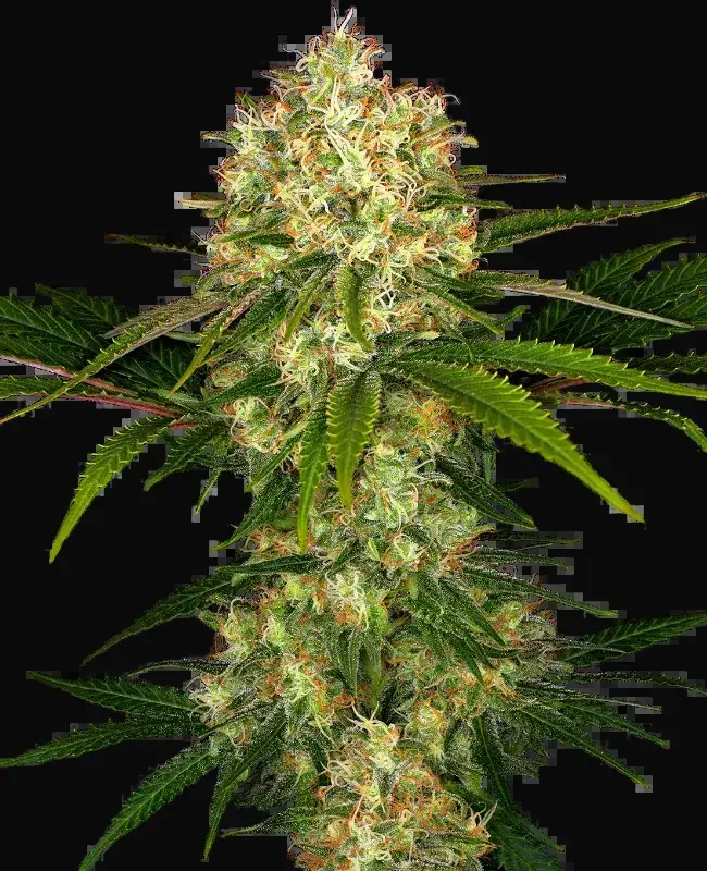 Afghani #1 Regular
