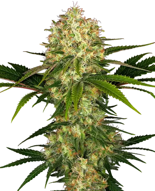 Afghani #1 Regular