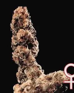 Afghani Special
