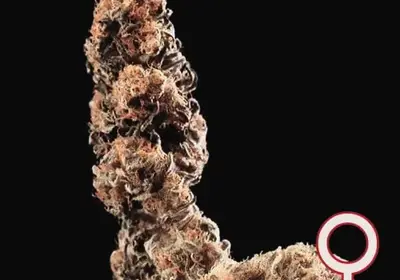 Afghani Special