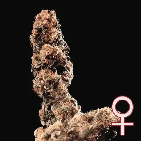 Afghani Special