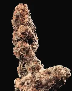 Afghani Special Regular