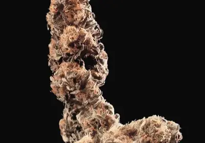 Afghani Special Regular