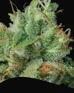 Afghanica