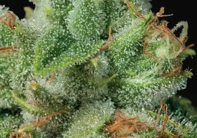 Afghanica