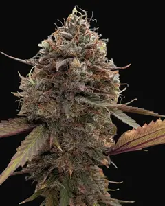 Afterburner Auto