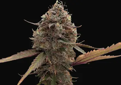 Afterburner Auto