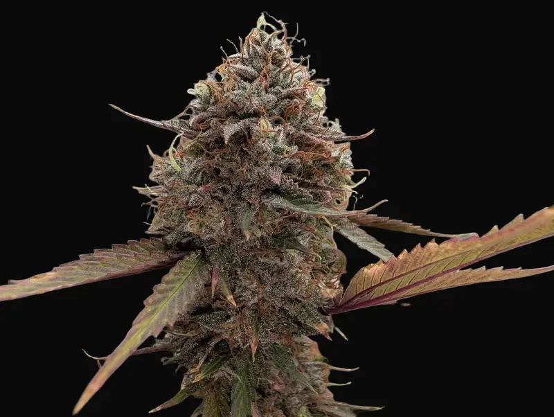 Afterburner Auto
