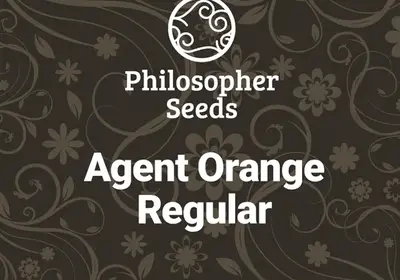 Agent Orange Regular