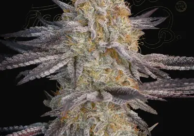 Air Lemon