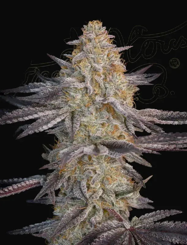 Air Lemon