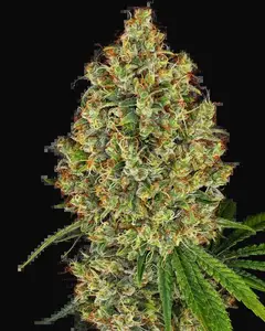 AK-420 Feminized