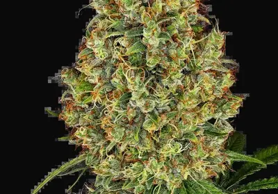 AK-420 Feminized