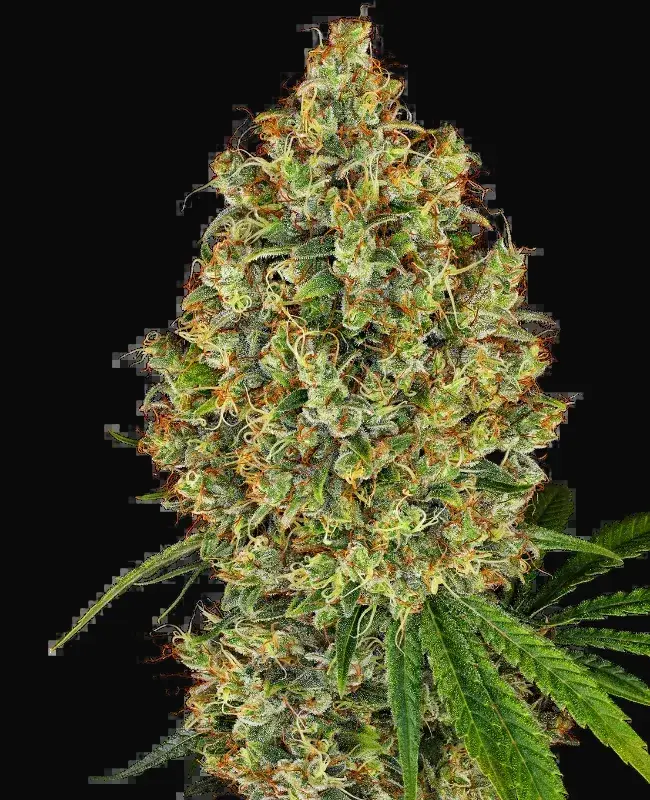 AK-420 Feminized