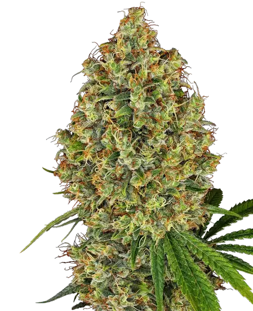 AK-420 Feminized