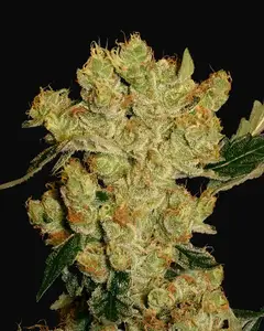 AK-47 Regular