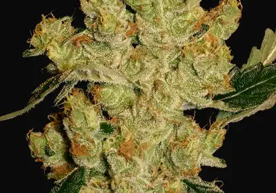 AK-47 Regular