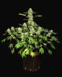 AK 47