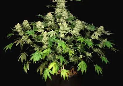 AK 47
