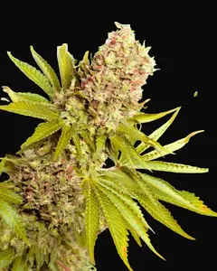 AK-48 Auto